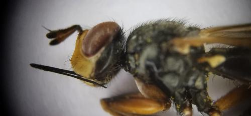 Réf. 334 808 : Merziella longirostris
